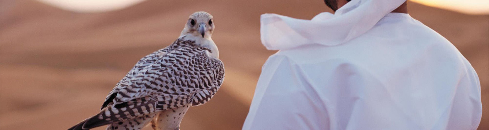 abu-dhabi-falcon