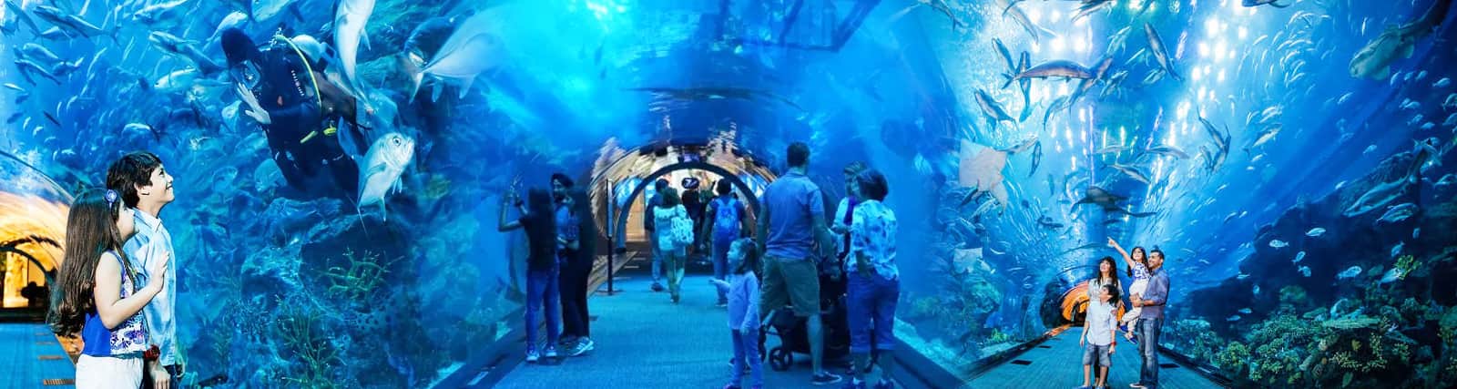 Dubai Mall Aquarium Underwater Zoo Tickets And Offers