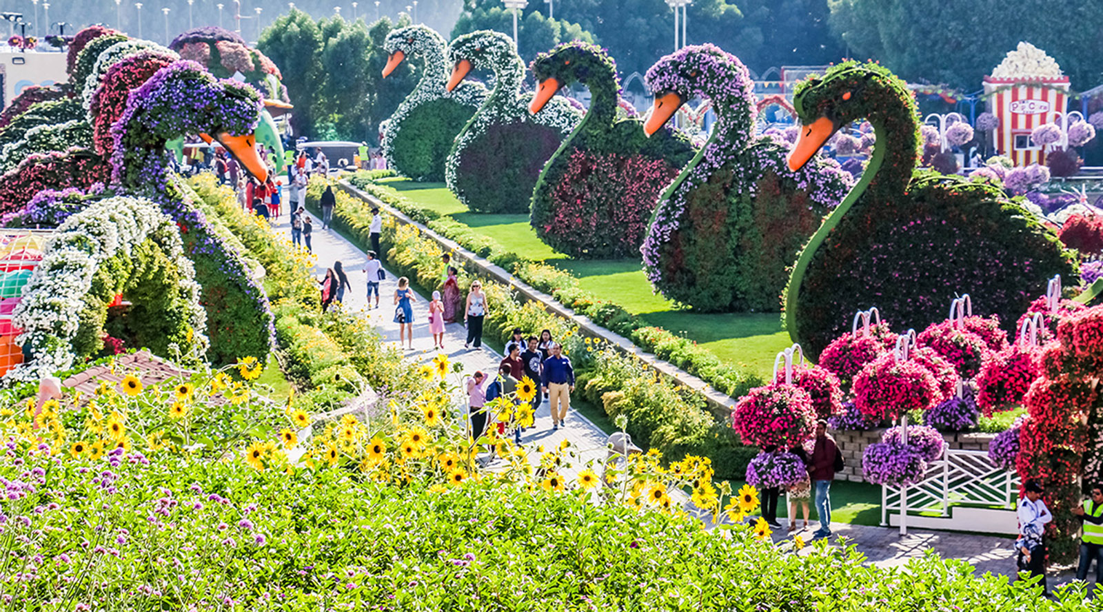 Dubai Miracle Garden Tickets Dubai Tours And Tickets