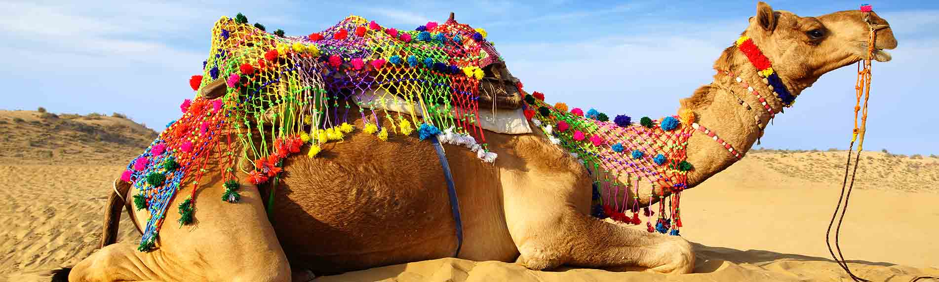 camel riding tour