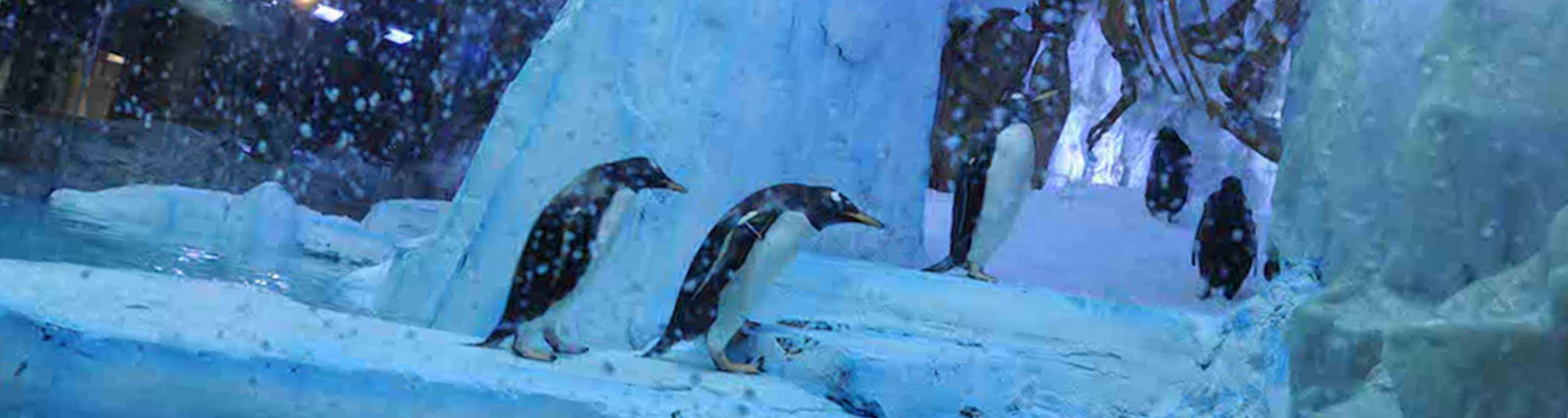 penguins-dubai-aquarium-front