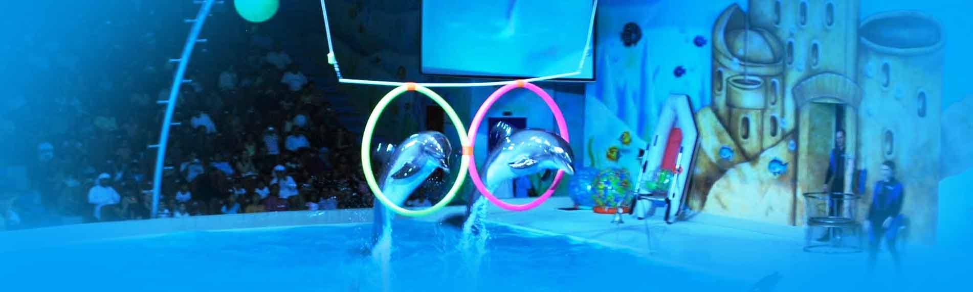 dubai dolphinarium fun