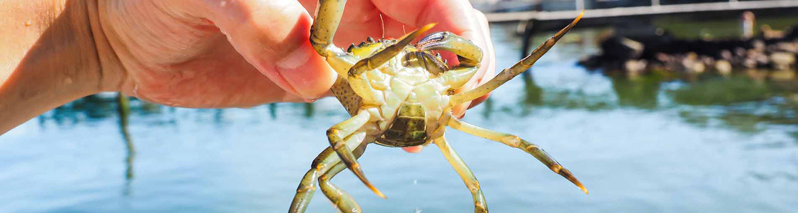 crab-hunting-in-dubai