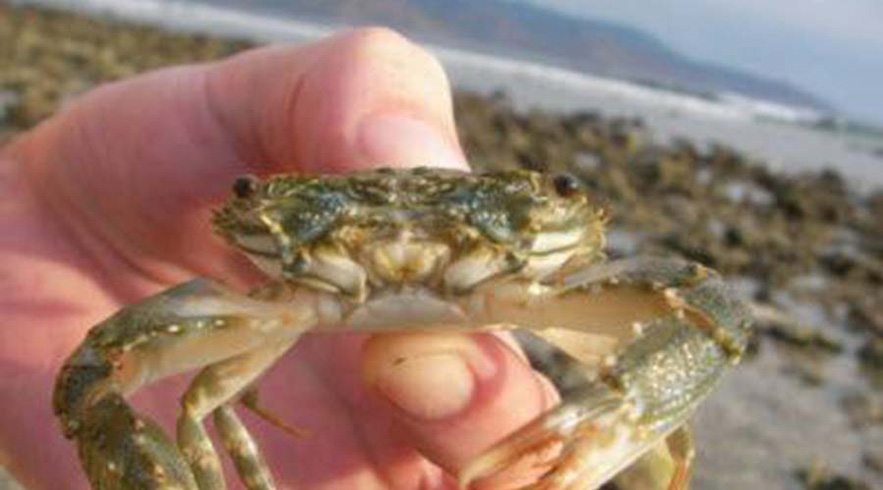 crab-hunting-in-dubai