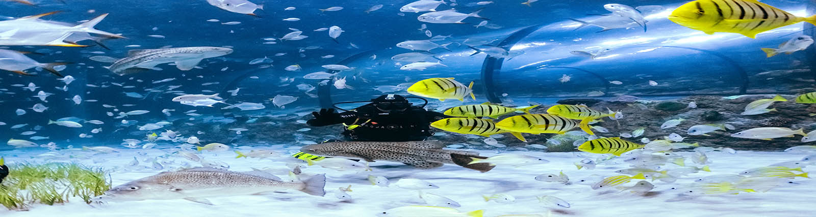 Aquarium-Abu-Dhabi-01