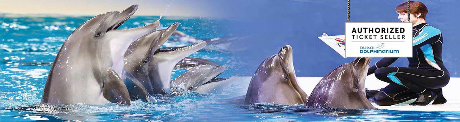 Dolphin_and_Seal_Show