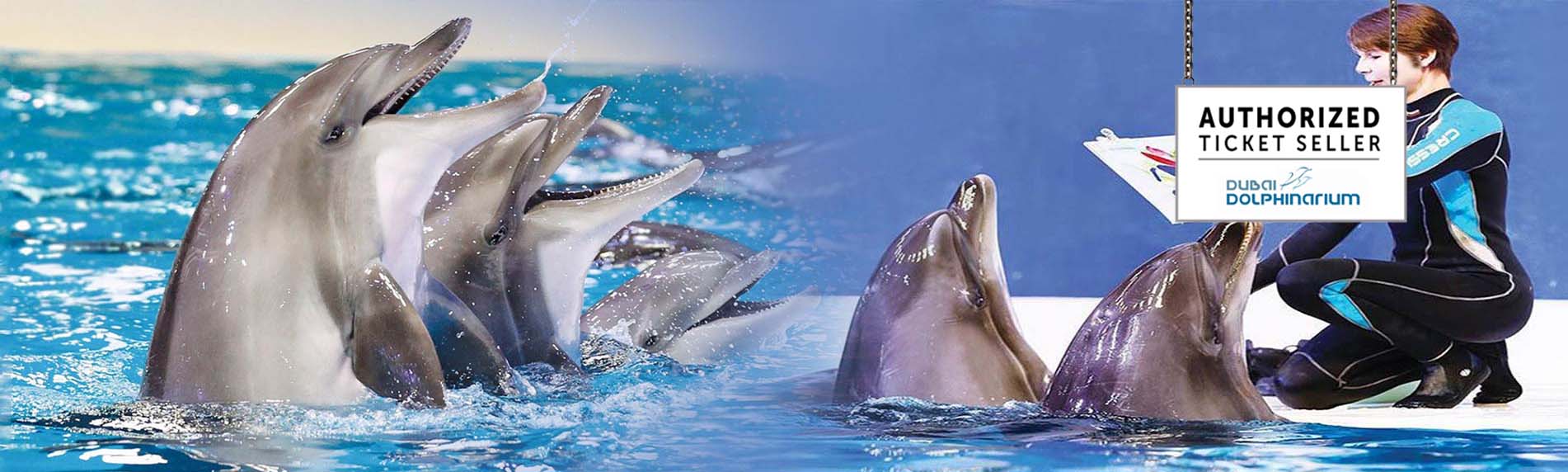 Karadag dolphinarium: description and reviews of tourists Karadag dolphinarium: description and reviews of tourists
