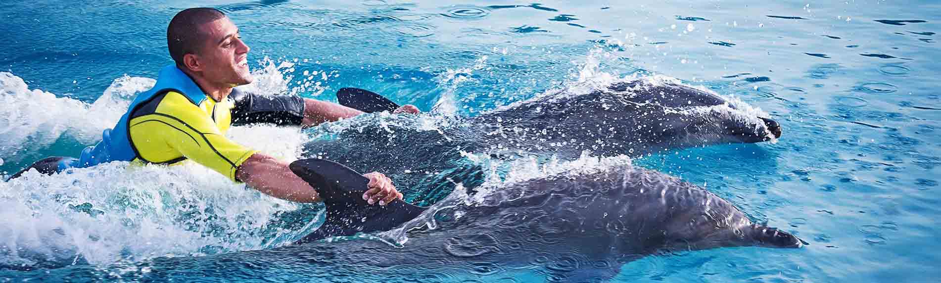 atlantis dolphin adventure