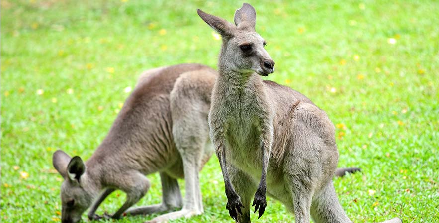 deer in singapore zoo