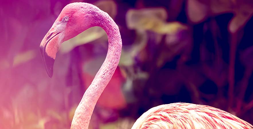 pink flamingo in singapore zoo 