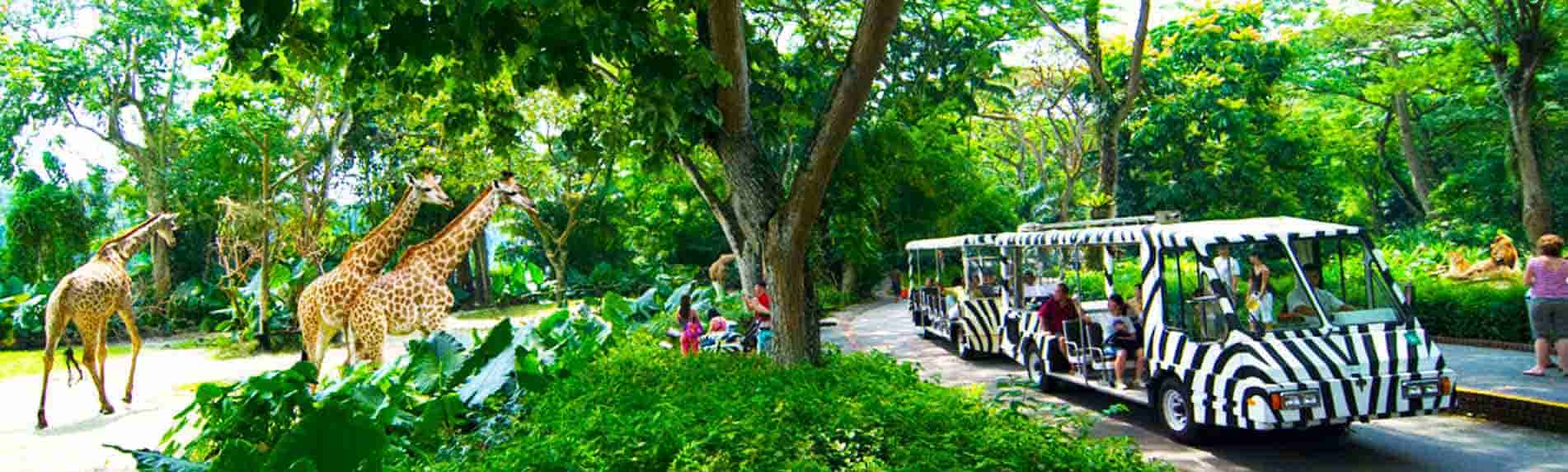 Singapore Zoo with Tram Ride