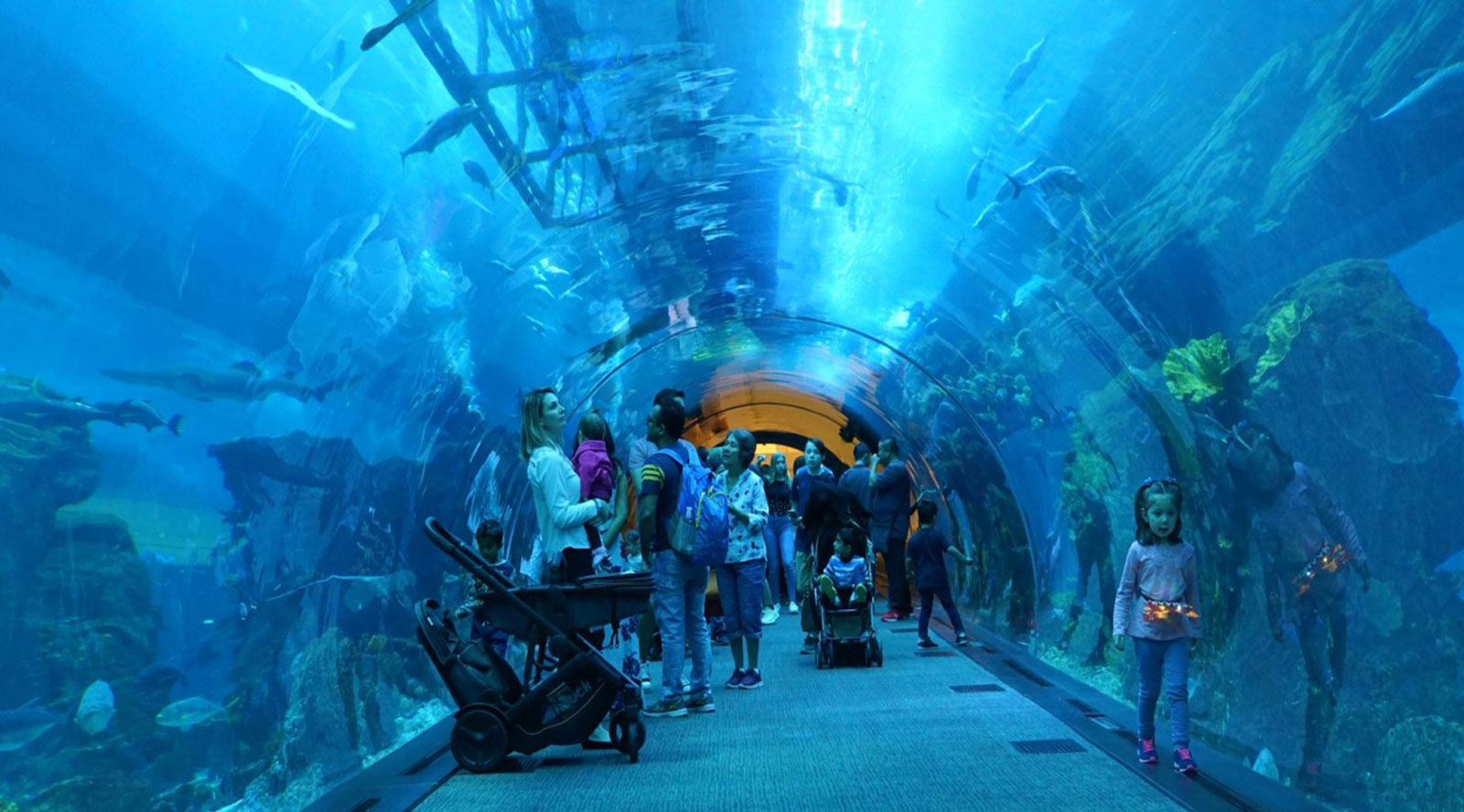 Dubai Mall Aquarium & Underwater Zoo - Tickets And Offers 2022