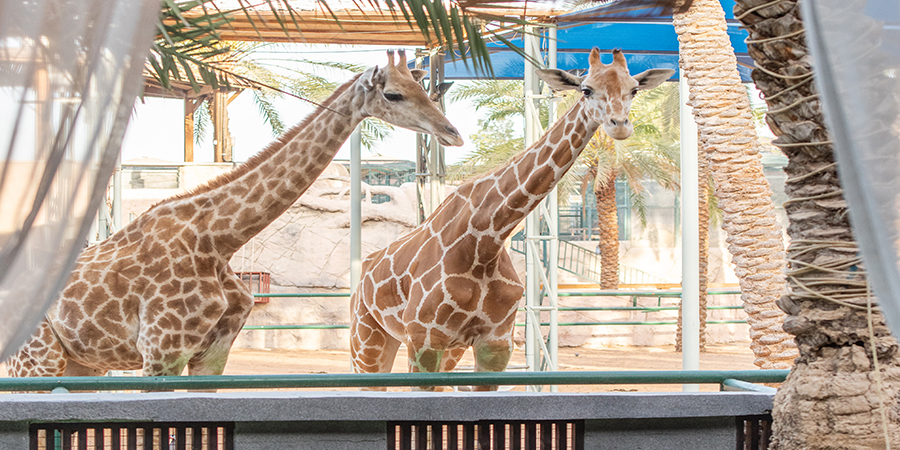 emirates park zoo tours
