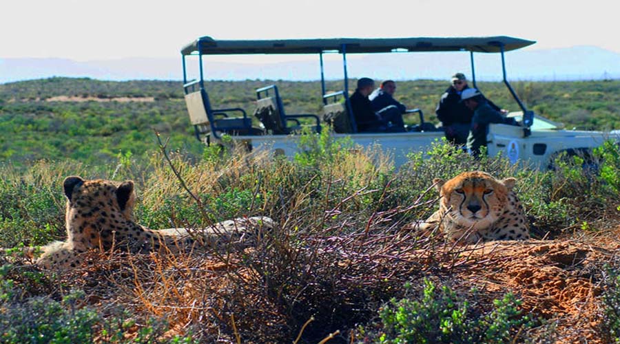 Aquila Game Reserve Wildlife Safari From Cape Town