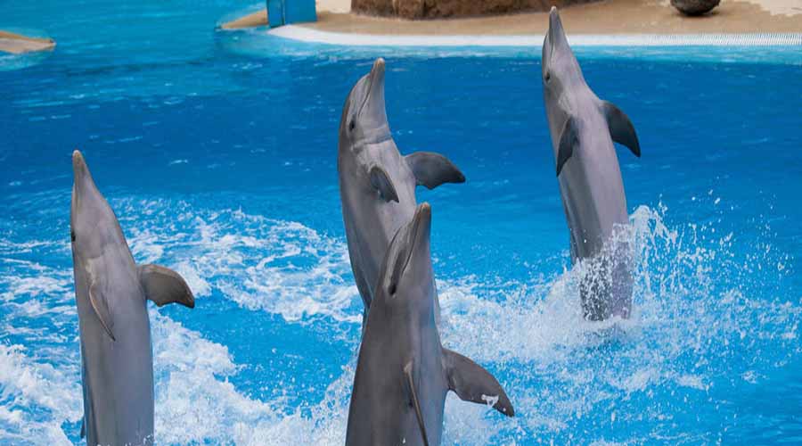 dubai dolphinarium rayna tours