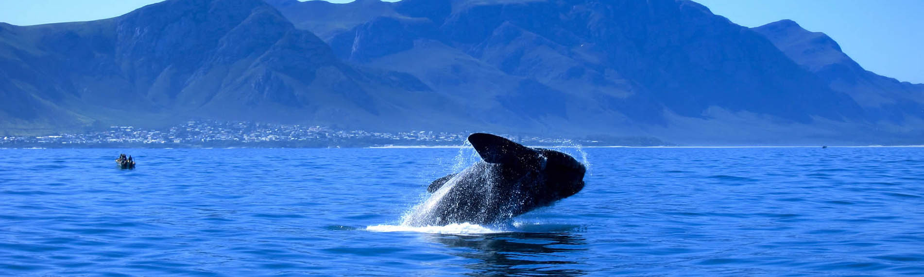 Whale Watching Tour in South Africa